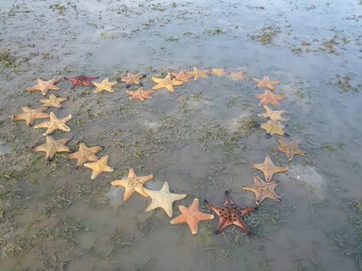 ปลาดาว ที่อ่าวแหลมล้าน เกาะยาวใหญ่