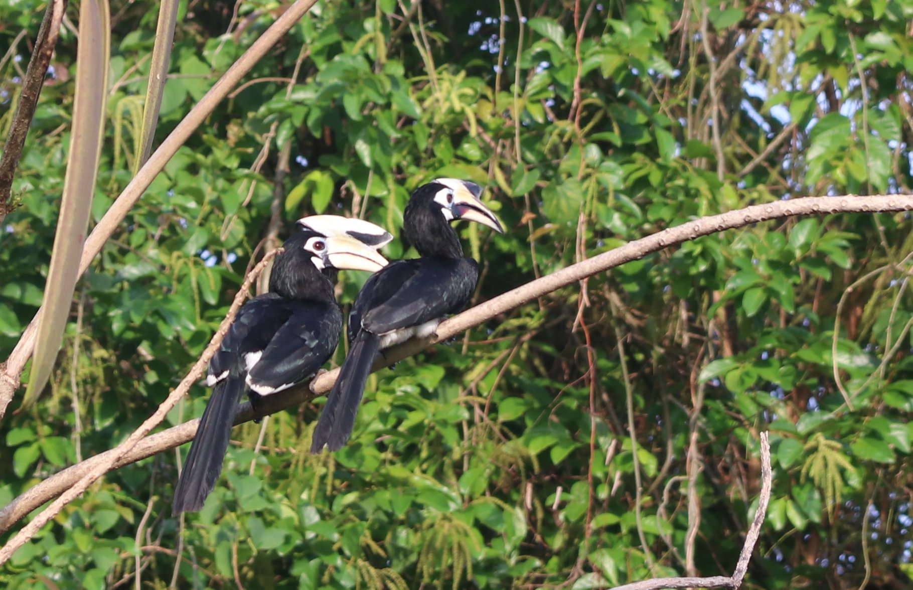 Hornbill Koh Yao Noi
