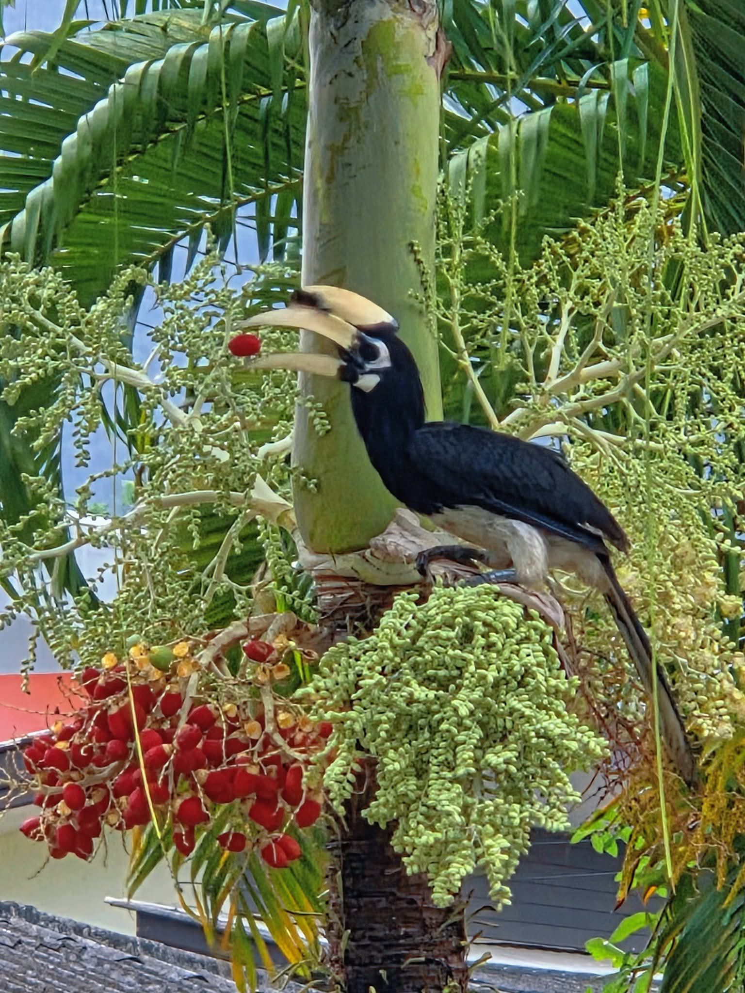 Hornbill Koh Yao Noi